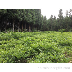 Medicina Herb china tradicional Coptis Root